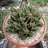 Euphorbia echinus