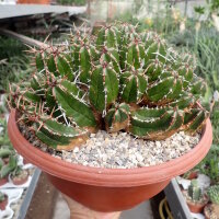 Euphorbia echinus
