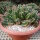 Euphorbia echinus