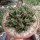 Euphorbia echinus