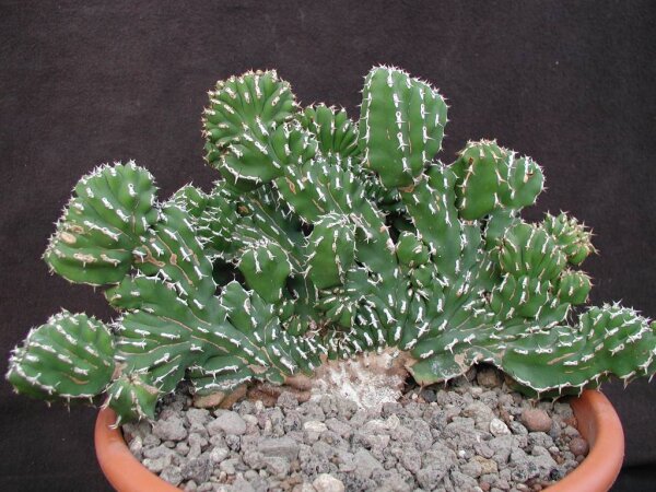 Euphorbia echinus cristata