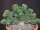 Euphorbia echinus cristata