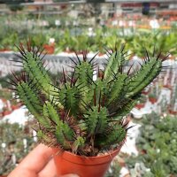 Euphorbia enopla
