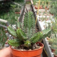 Euphorbia enopla