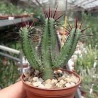 Euphorbia enopla