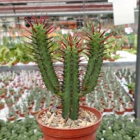Euphorbia enopla