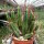 Euphorbia enopla