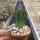 Euphorbia enopla