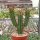 Euphorbia enopla