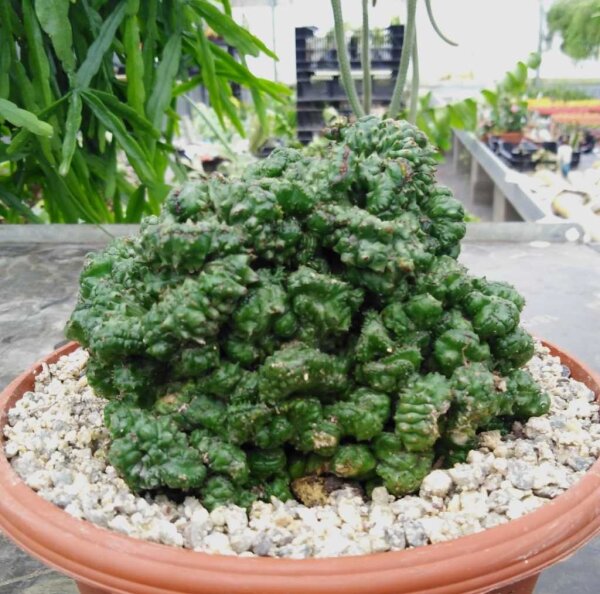 Euphorbia enopla cristata