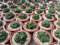 Euphorbia enopla cristata