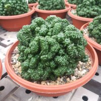 Euphorbia enopla cristata