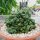 Euphorbia enopla cristata