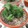 Euphorbia enopla cristata