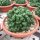 Euphorbia enopla cristata