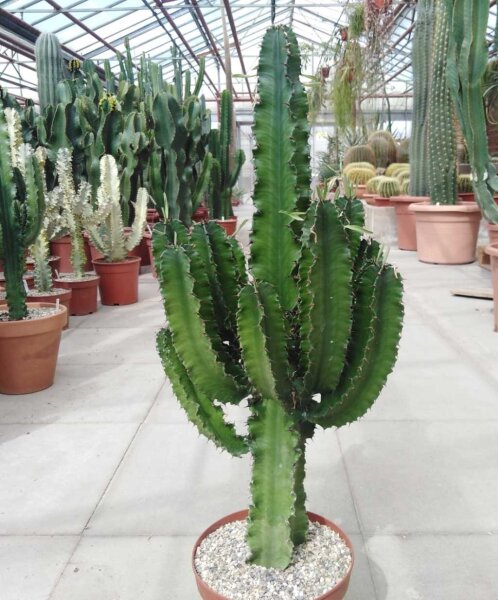 Euphorbia erythraea