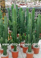 Euphorbia erythraea