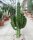 Euphorbia erythraea