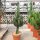Euphorbia erythraea