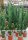 Euphorbia erythraea