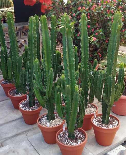 Euphorbia erythraea XL