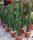 Euphorbia erythraea XL