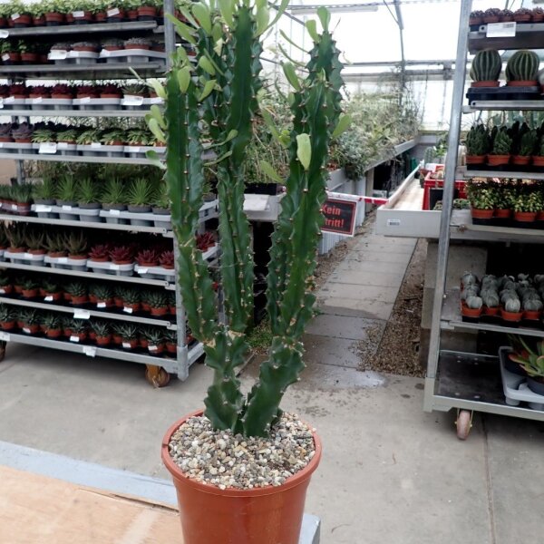 Euphorbia erythraea monstruosa