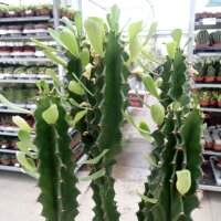 Euphorbia erythraea monstruosa