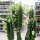 Euphorbia erythraea monstruosa