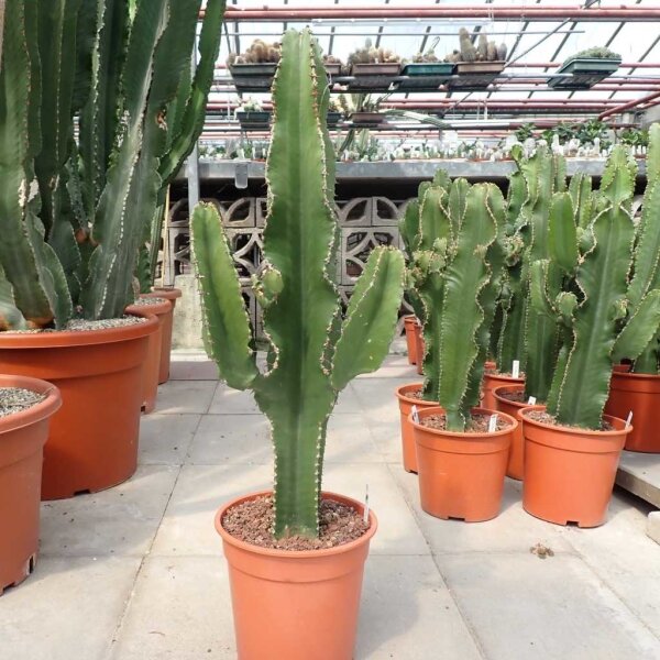 Euphorbia cv. candelabrum