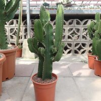 Euphorbia cv. candelabrum