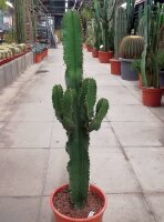 Euphorbia cv. candelabrum