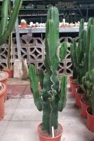 Euphorbia cv. candelabrum
