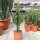 Euphorbia cv. candelabrum