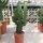 Euphorbia cv. candelabrum