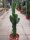 Euphorbia cv. candelabrum