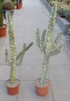 Euphorbia erythraea cv. Marmorata verzweigt
