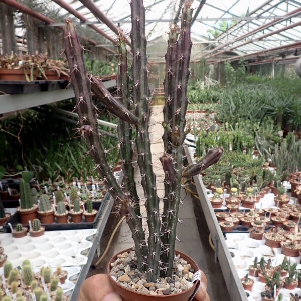 Euphorbia eyassiana