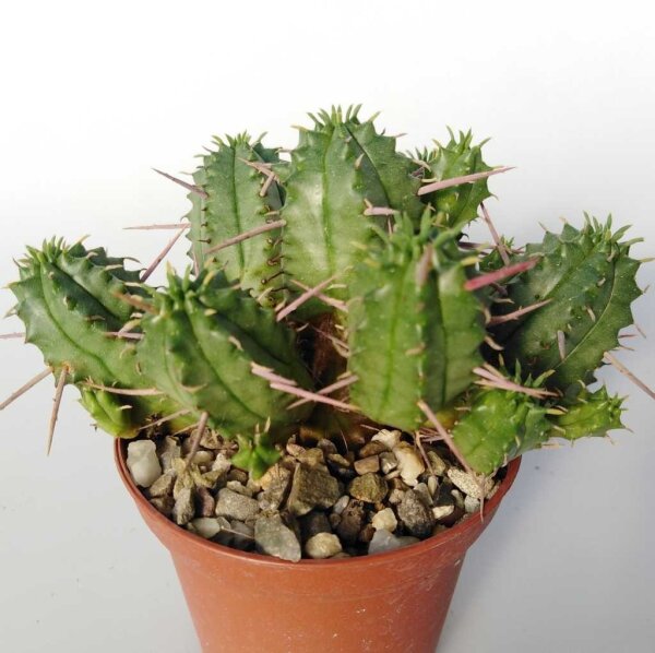 Euphorbia ferox