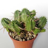 Euphorbia ferox