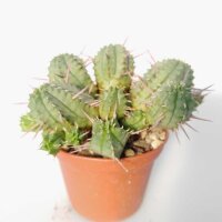 Euphorbia ferox