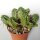 Euphorbia ferox