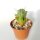 Euphorbia ferox