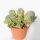 Euphorbia ferox