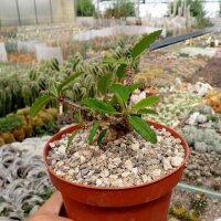 Euphorbia fianarantsoae