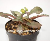 Euphorbia francoisii Madagaskar CITES, not outside EU