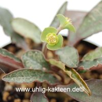 Euphorbia francoisii Madagaskar CITES, not outside EU