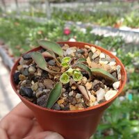 Euphorbia francoisii v. crassicaulis Madagaskar CITES,...