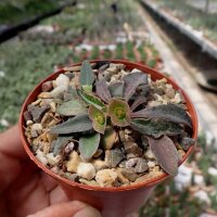 Euphorbia francoisii v. crassicaulis Madagaskar CITES,...