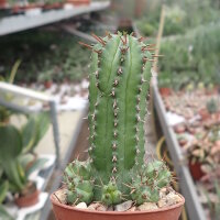 Euphorbia fruticosa